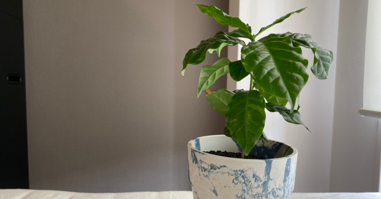 観葉植物育てないと損 こんな植物もあるんです カフェ日和