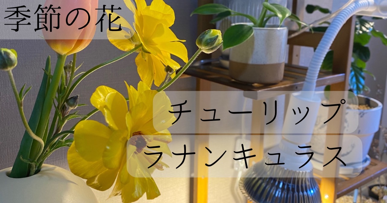 3月　花　オススメ