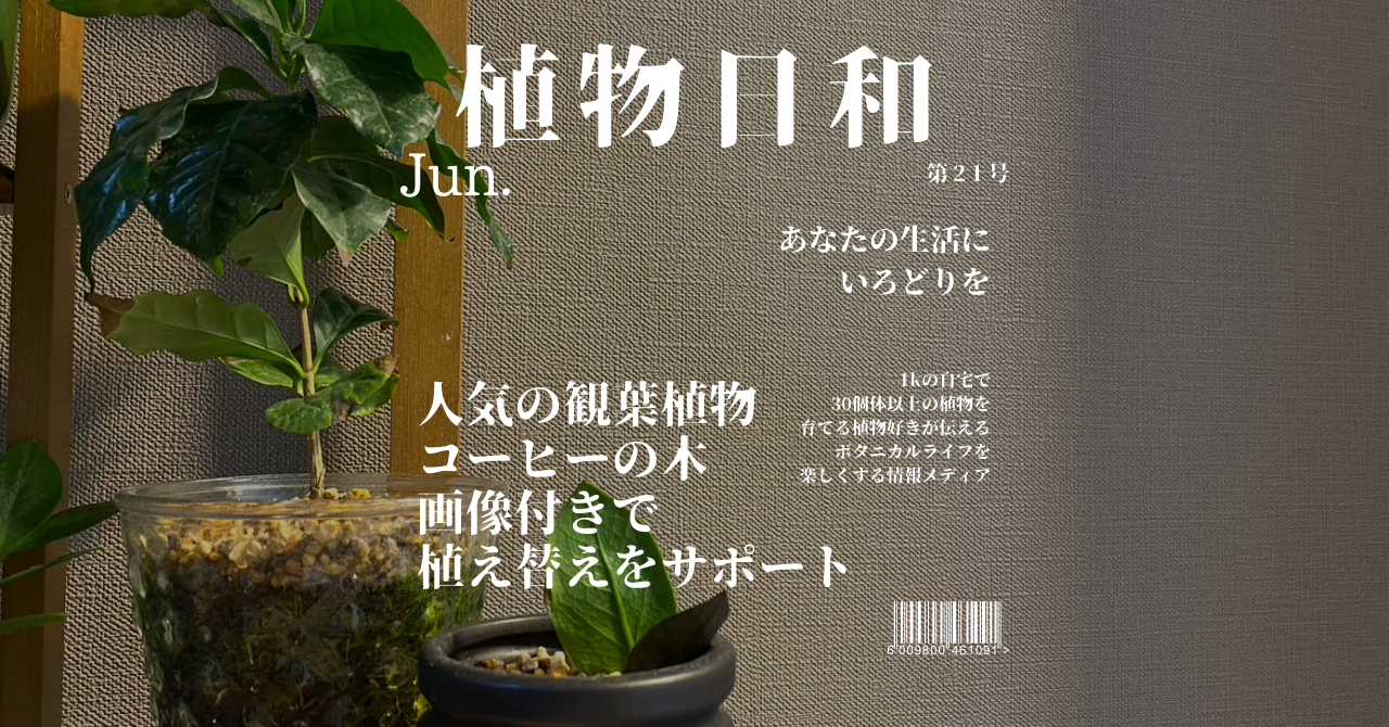 コーヒーの木 植え替え